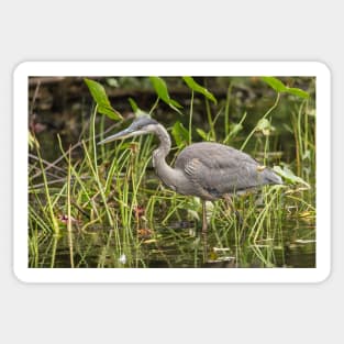 A Great Blue Heron fishing - Mud Lake, Ottawa, Canada Sticker